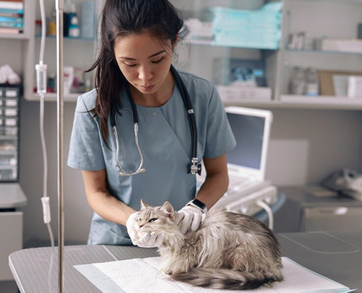 1. Veterinary Compounding